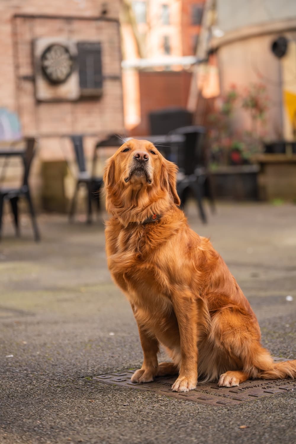 Golden retriever office dog sitting attentively in the courtyard
