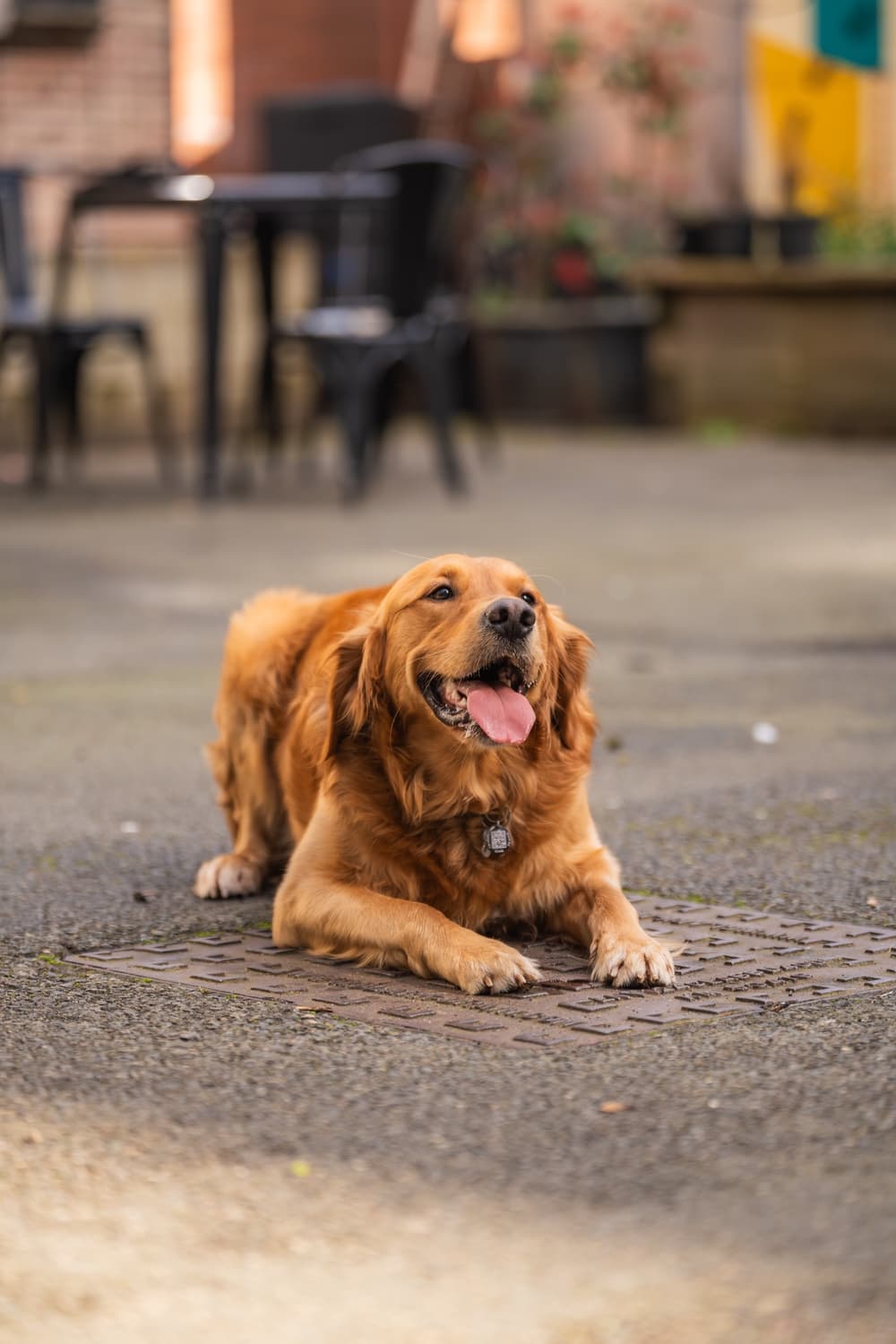 Golden retriever office dog lying on the patio, panting happily