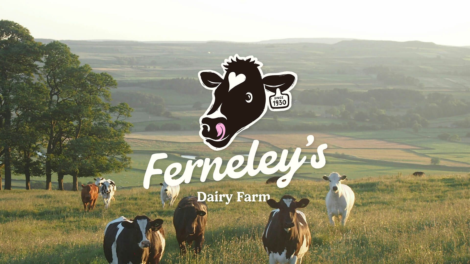 Ferneley's Dairy Farm logo over a pasture with cows
